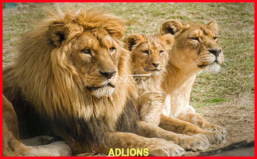 Sonnige, natürliche Steinwand für mediterranes Wohngefühl