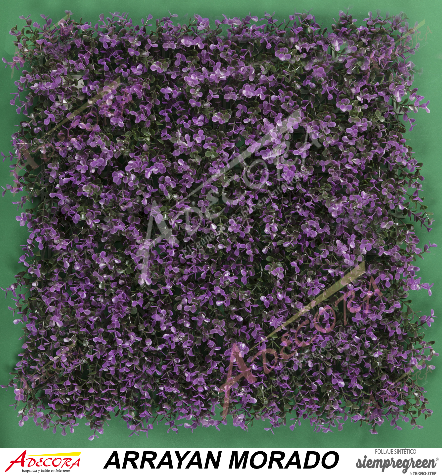 ARRAYAN MORADO CODIGO