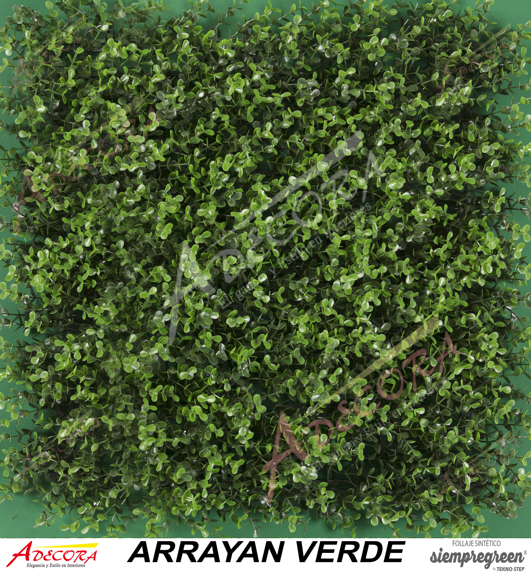 ARRAYAN VERDE CODIGO