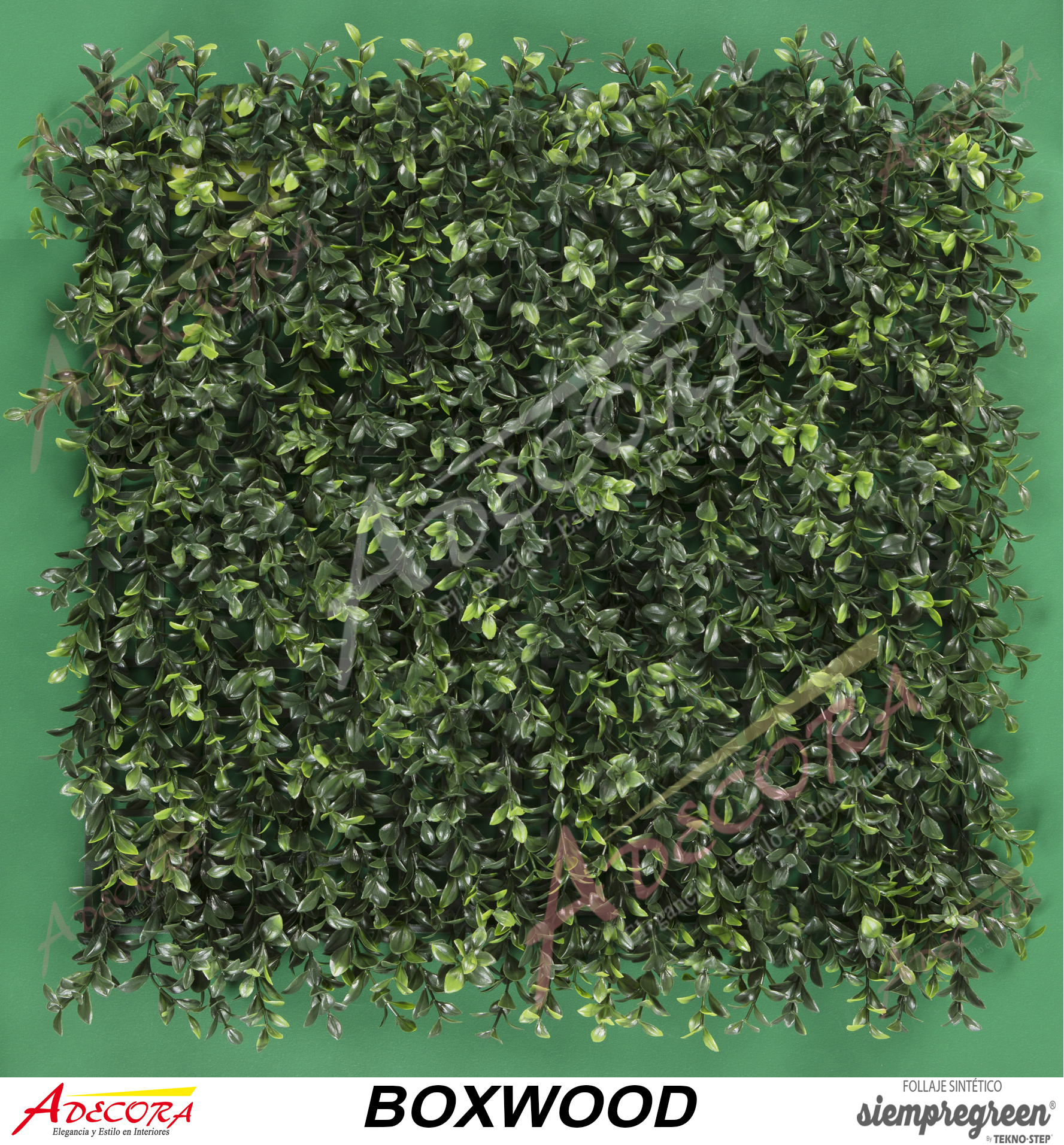BOXWOOD CODIGO